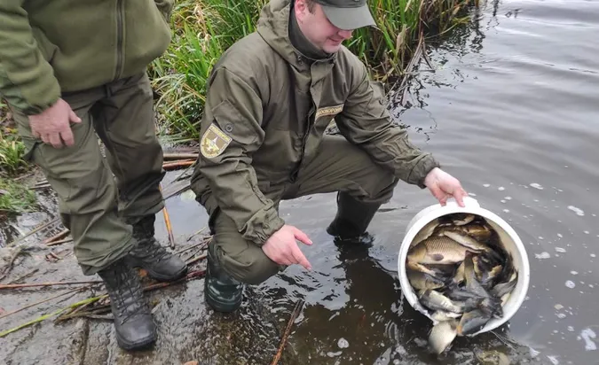 До Ковельського водосховища випустили понад пів тонни коропів, карасів та білих амурів (фото)