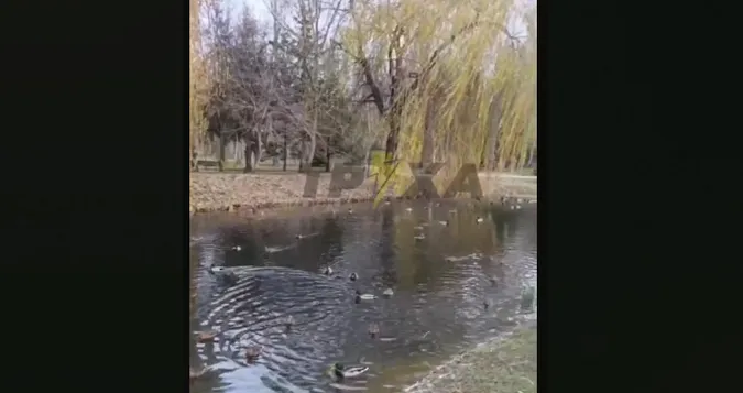 Чому їх так багато: у центральному парку Луцька відвідувачі дивуються кількості качок (відео)