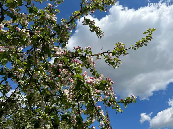 Сонце і котики: весна у будинку Голованя (фото)