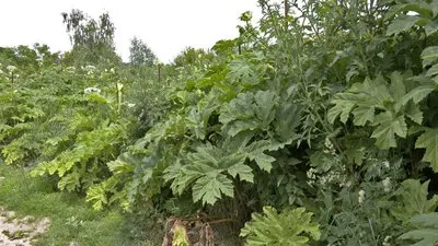 На Волині – майже 90 гектарів борщівника Сосновського