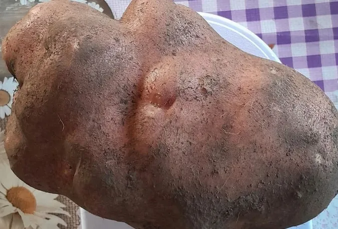 Важить майже 1,5 кг: на Волині жінка виростила картоплину-велетня (фото)