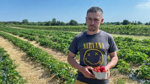 На полі працює вся родина: як на Волині воїн АТО вирощує полуницю (фото, відео)