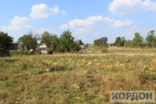 Як волиняни влаштували гарбузовий бізнес