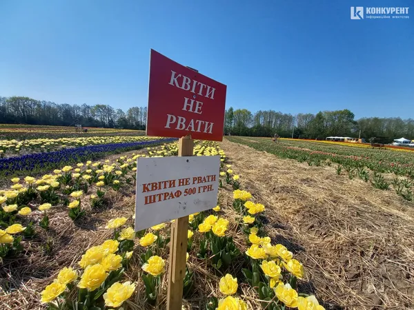 Море квітів: «Волинська Голландія» стартувала (фото)