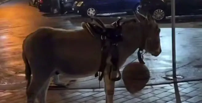 Принц лишив: у центрі Луцька гуляє покинутий ослик (відео)