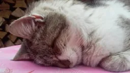 Головне у Луцьку: ТОП новин п'ятниці, 9 лютого