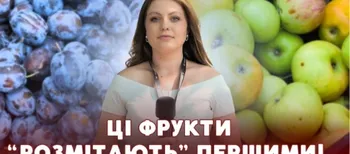 Сезон садовини у розпалі: які ціни на яблука, груші та сливи на луцьких ринках (відео)