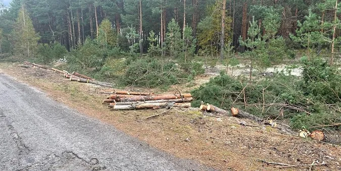 На Волині чоловік та двоє юнаків самовільно зрізали 175 дерев вздовж дороги (фото)