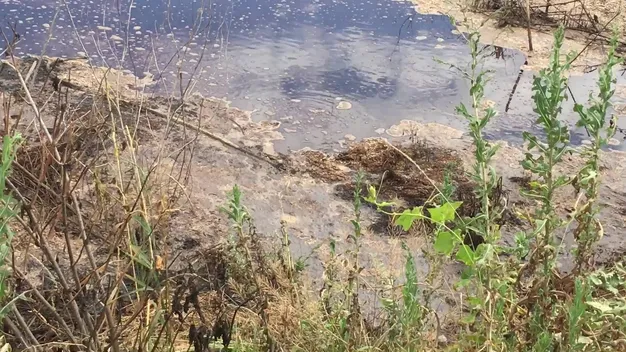 Сморід у Луцьку, або Що бродить на полях фільтрації гнідавського заводу (фото, відео)