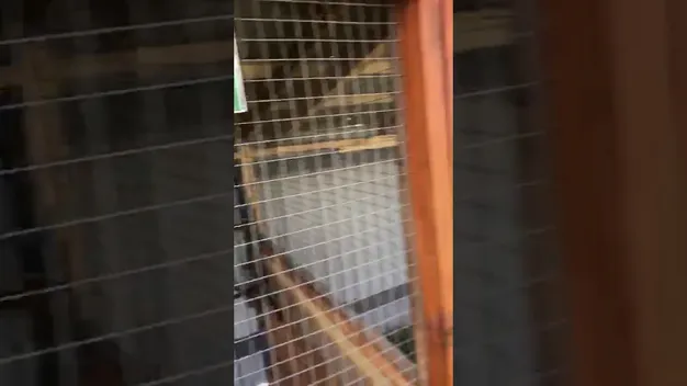 В Устилузькому лісництві вирощують фазанів (фото, відео)