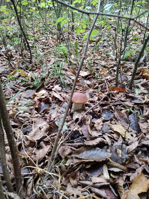Де біля Луцька назбирали багато білих і польських грибів (фото)
