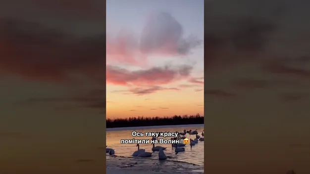 Неймовірний морозний світанок на волинському озері: показали лебедів в оточенні криги (відео)