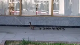 Відео дня: качина сімʼя прогулялася центральними вулицями Луцька