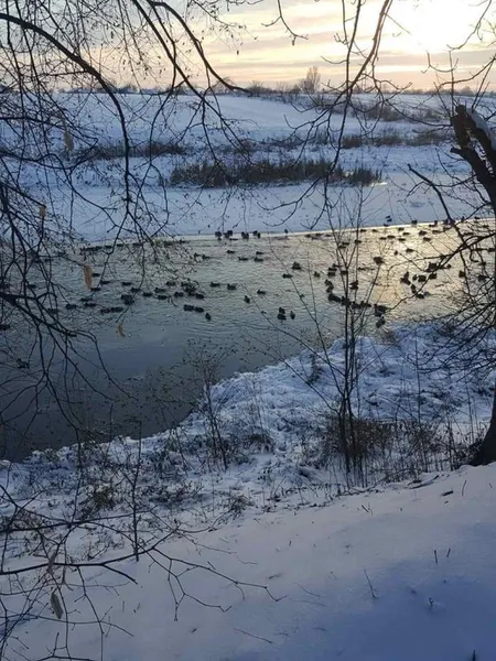 У волинському місті на «білих берегах» оселилась зграя лебедів (фото)