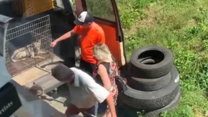 Новарчук пояснила, що за собаки «з’являються» у Луцьку (відео)