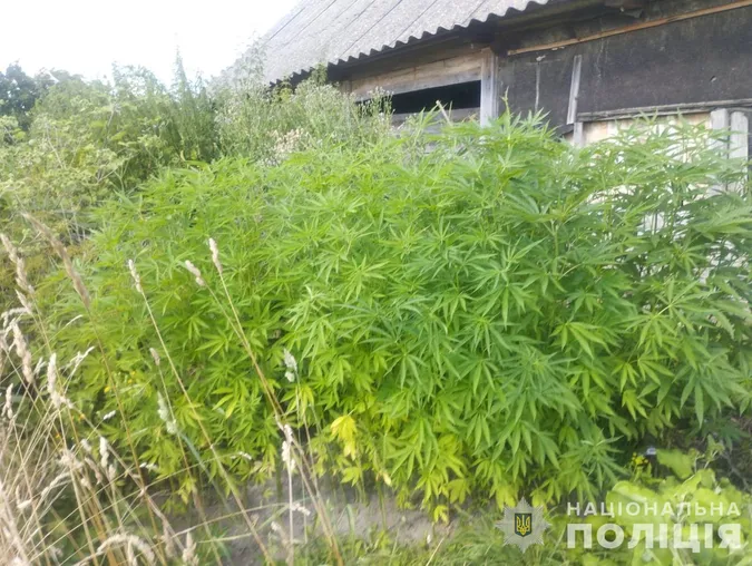Двоє волинян виростили на городах понад 150 «веселих» кущів (фото)