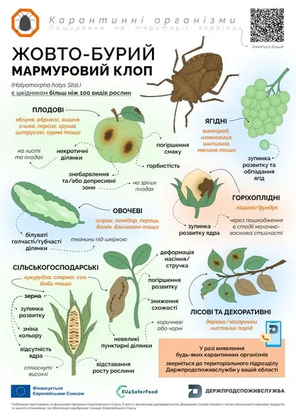 Загроза для врожаю: волинян попереджають про небезпечного шкідника, який їсть овочі, фрукти і зернові