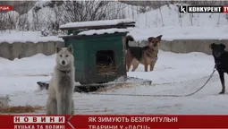 На перше – м'ясо, на друге – каша: як зимують тварини у КП «Ласка» (відео)