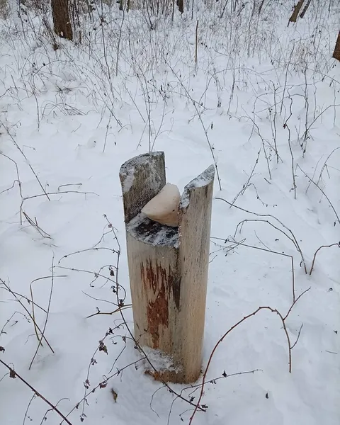 Ріжуть кригу бензопилою: що коїться у Шацькому парку на Волині (фото)