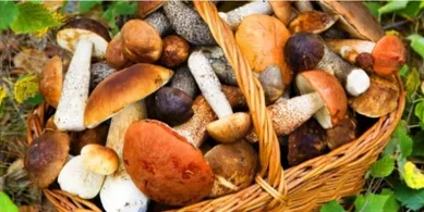 Білі, лисички, маслюки, опеньки: які гриби корисні, а з якими треба бути обережними (фото)