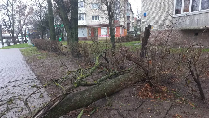 У Луцьку на тротуар впало чимале дерево (фото)