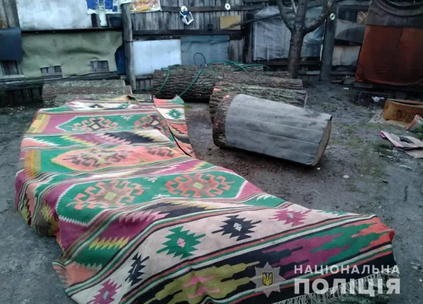 На подвір’ї у волинянина знайшли 31 колоду краденого дуба (фото)