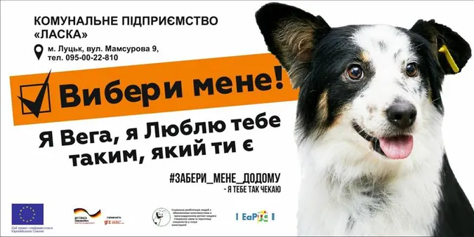 Вибори у КП «Ласка»: представили найпухнастіших і наймиліших кандидатів (фото)