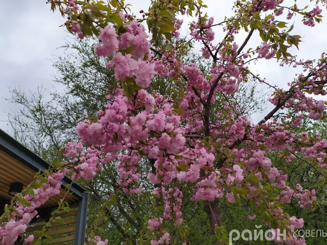 Сезон яскравих селфі відкрито: у Ковелі зацвіли сакури (фото)