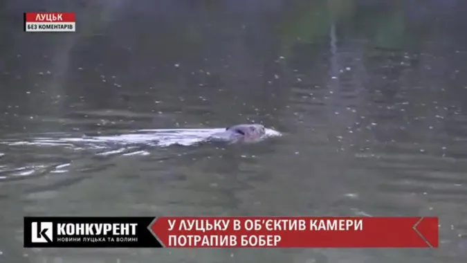 В об’єктив камери у Луцьку потрапив бобер (ВІДЕО)