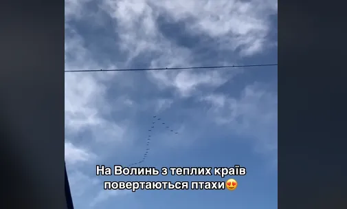 Зимова аномалія: чи виживуть птахи, які повертаються на Волинь