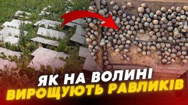 Равликова ферма на Волині постачає молюсків до закордонних ресторанів (відео)