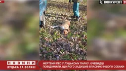 Мертвий пес у луцькому парку: хто є винуватцем (відео)