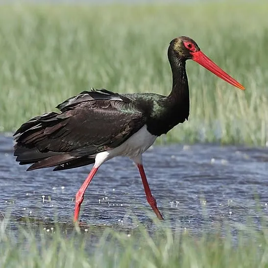 Лелека чорний (Ciconia nigra)