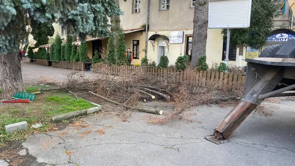 У центрі Луцька зрізають хворі дерева (фото, відео)