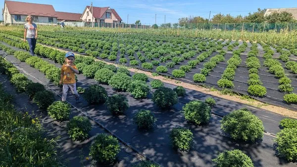 У Луцькому районі подружжя вирощує 30 сортів винограду та 100 сортів хризантем (фото, відео)