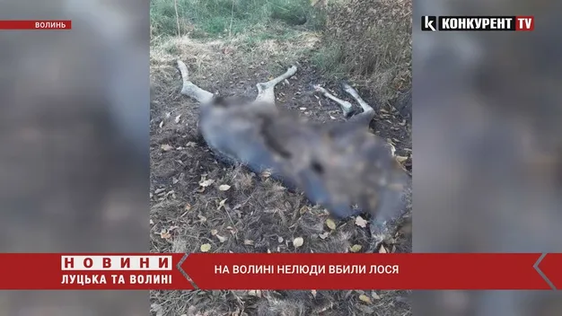 На Волині знайшли мертвою рідкісну тварину (відео)