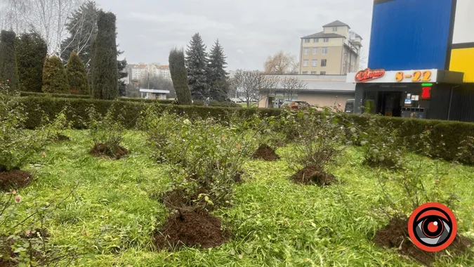 На Прикарпатті у грудні квітнуть троянди (фото)