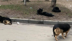"Весь двір в собачому га*ні": лучани скаржаться на бродячих псів