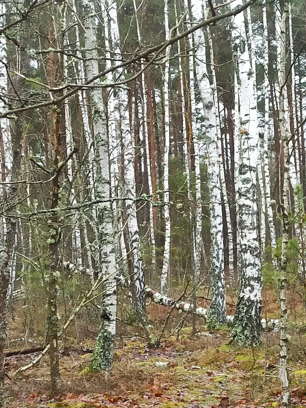 Грибна аномалія: на Волині у грудні знайшли купу лисичок (фото)