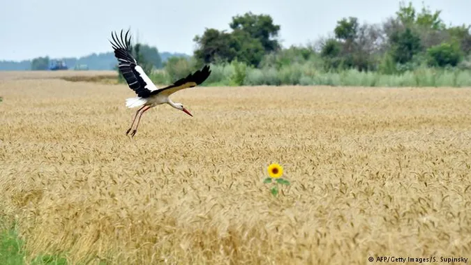 Мораторій на продаж землі: 44 тисячі волинян не дочекалися скасування (інфографіка)