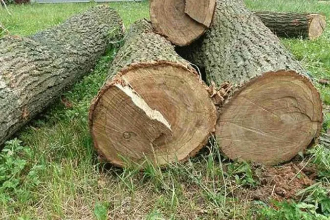 Одягнув форму і найняв робітників: на Волині екслісівник влаштував порубку лісу