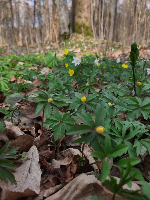 У нацпарку на Волині почали цвісти дивакуваті рослини (фото)