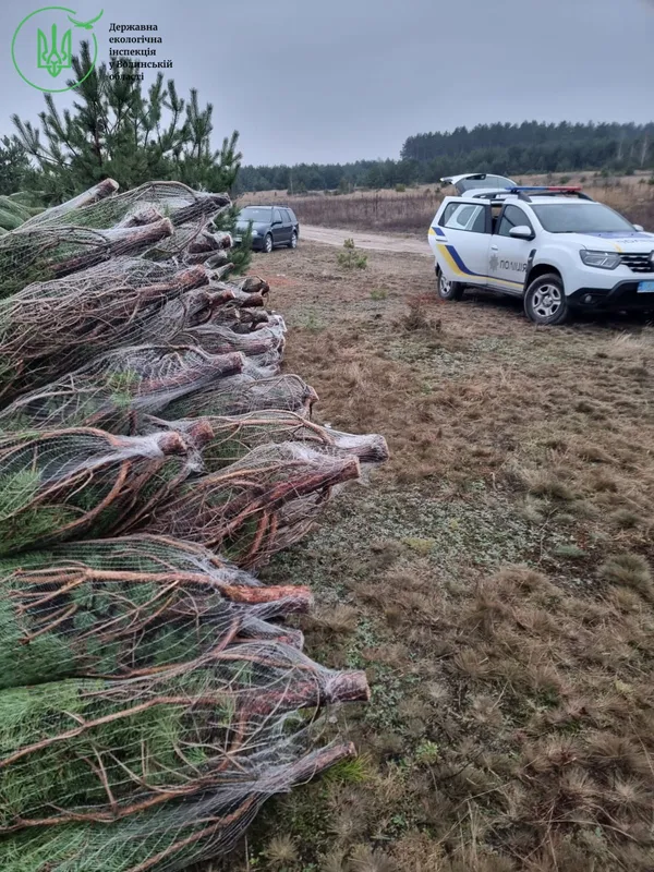 Десятки новорічних ялинок у сітках: на Волині виявили незаконну рубку дерев