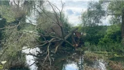 Блокувало течію: на Волині з річки дістали повалене дерево (фото)