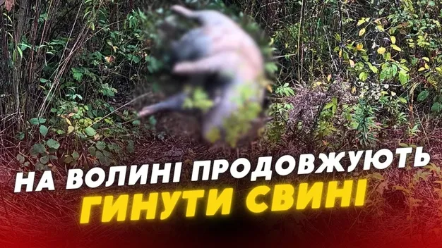 😱 У волинських селах гинуть свині: тварин вивозять до річок та лісу