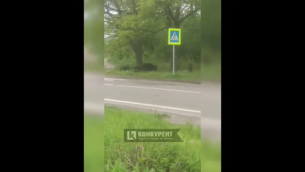У Луцькому районі біля дороги гуляли дикі кабанчики (відео)