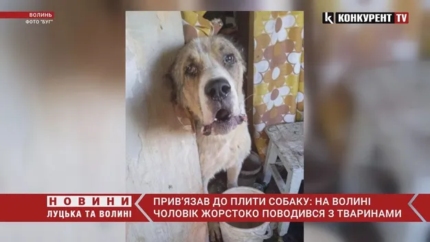 Прив'язав до плити та морив голодом: на Волині чоловік знущався з собак (фото, відео)