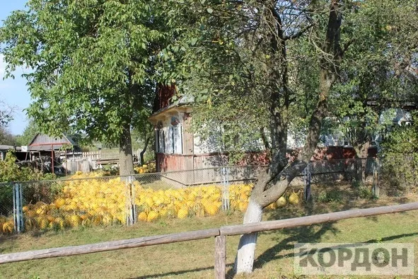 Як волиняни влаштували гарбузовий бізнес