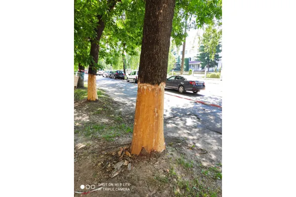У Луцьку на Гулака-Артемовського зрізали кору з ясенів (фото)