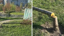 Сакури під прицілом: у Володимирі завівся «деревний маніяк» (фото)